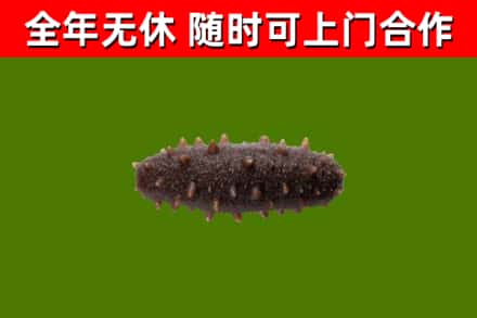 甘孜烟酒回收干海参.jpg